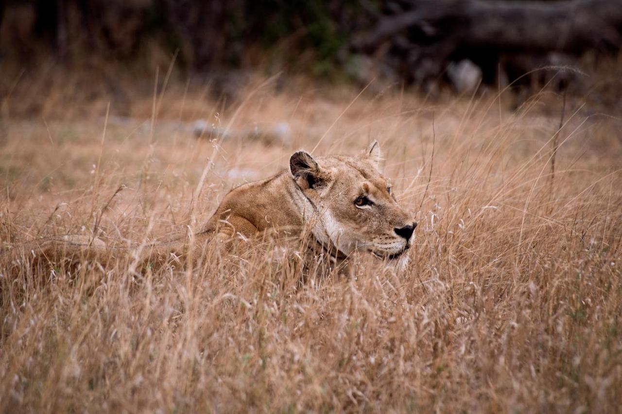 Tshukudu Game Lodge Hoedspruit Dış mekan fotoğraf